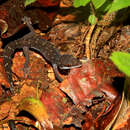 Image of Sri Lanka Gecko