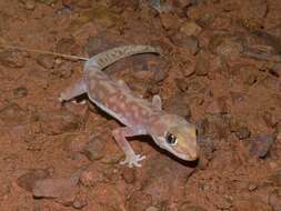 Image of Mottled Ground Gecko