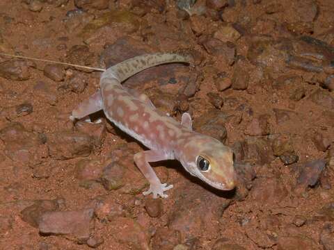 Image of Mottled Ground Gecko