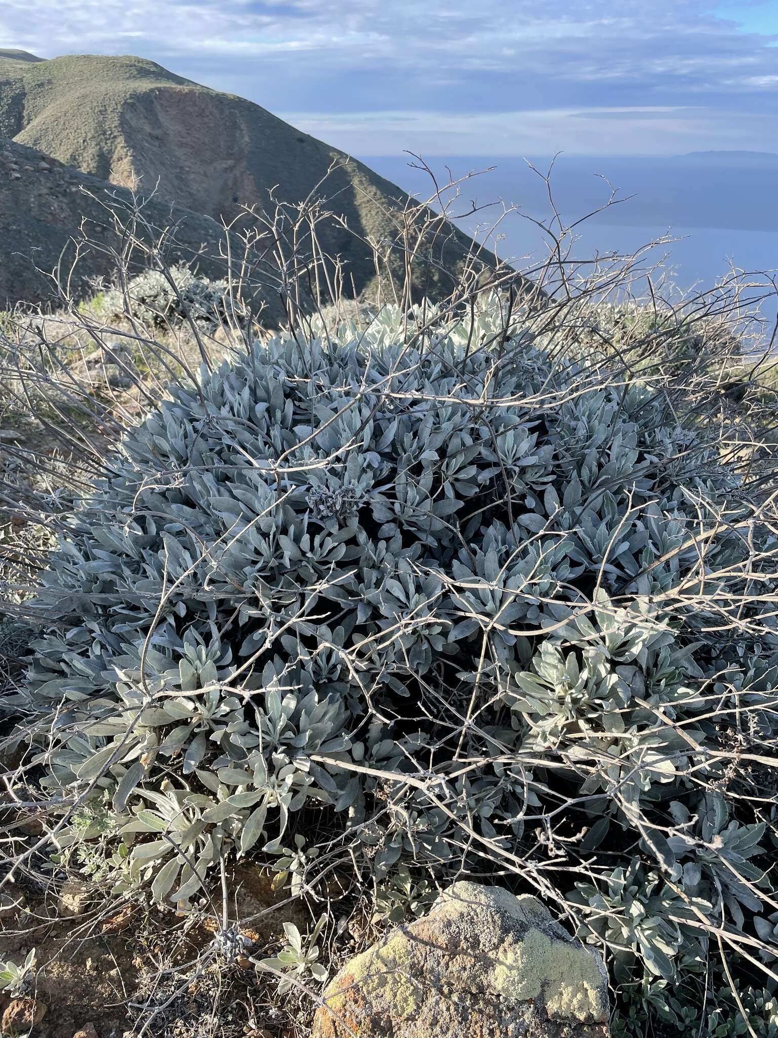 Imagem de Eriogonum giganteum var. formosum K. Brandegee