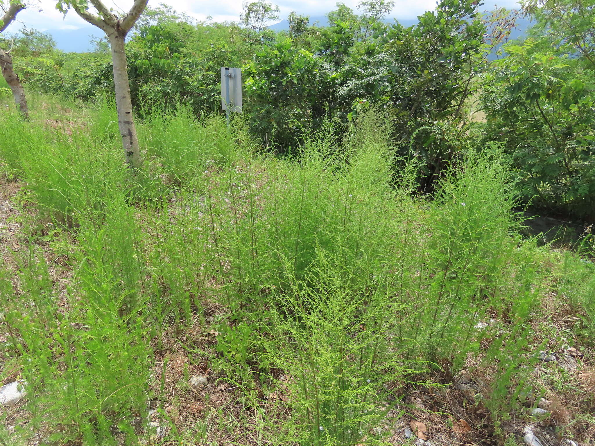 Image of Artemisia capillaris Thunb.