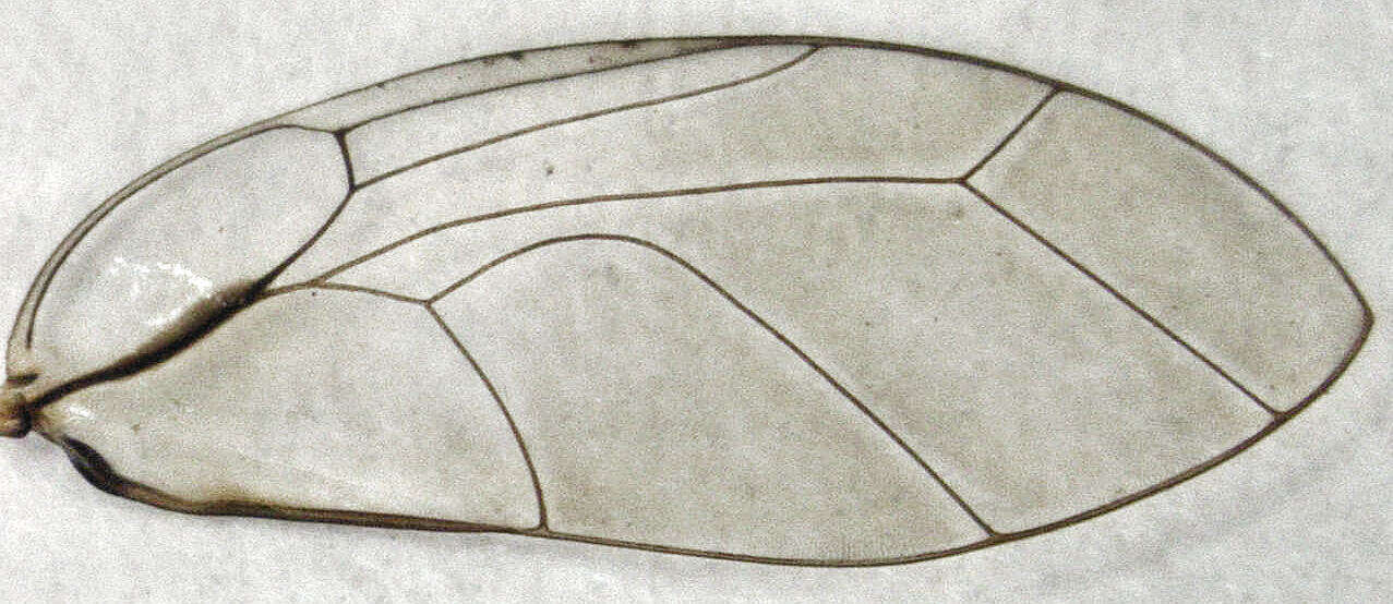 Image of Mycopsylla fici (Tryon 1895)