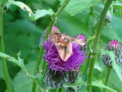 Image of Two-spotted Looper Moth, Twin Gold Spot