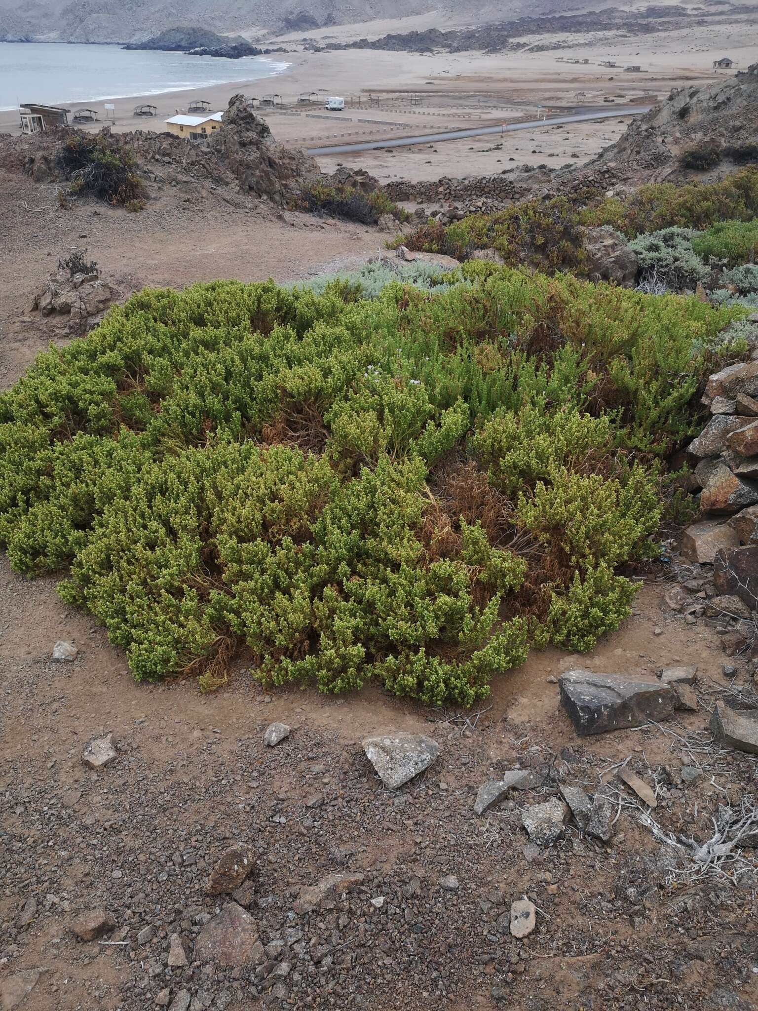 Nolana divaricata (Lindl.) I. M. Johnston resmi