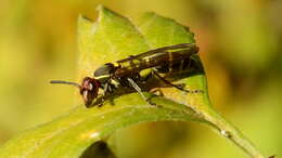 Image of Polybia ruficeps Schrottky 1902