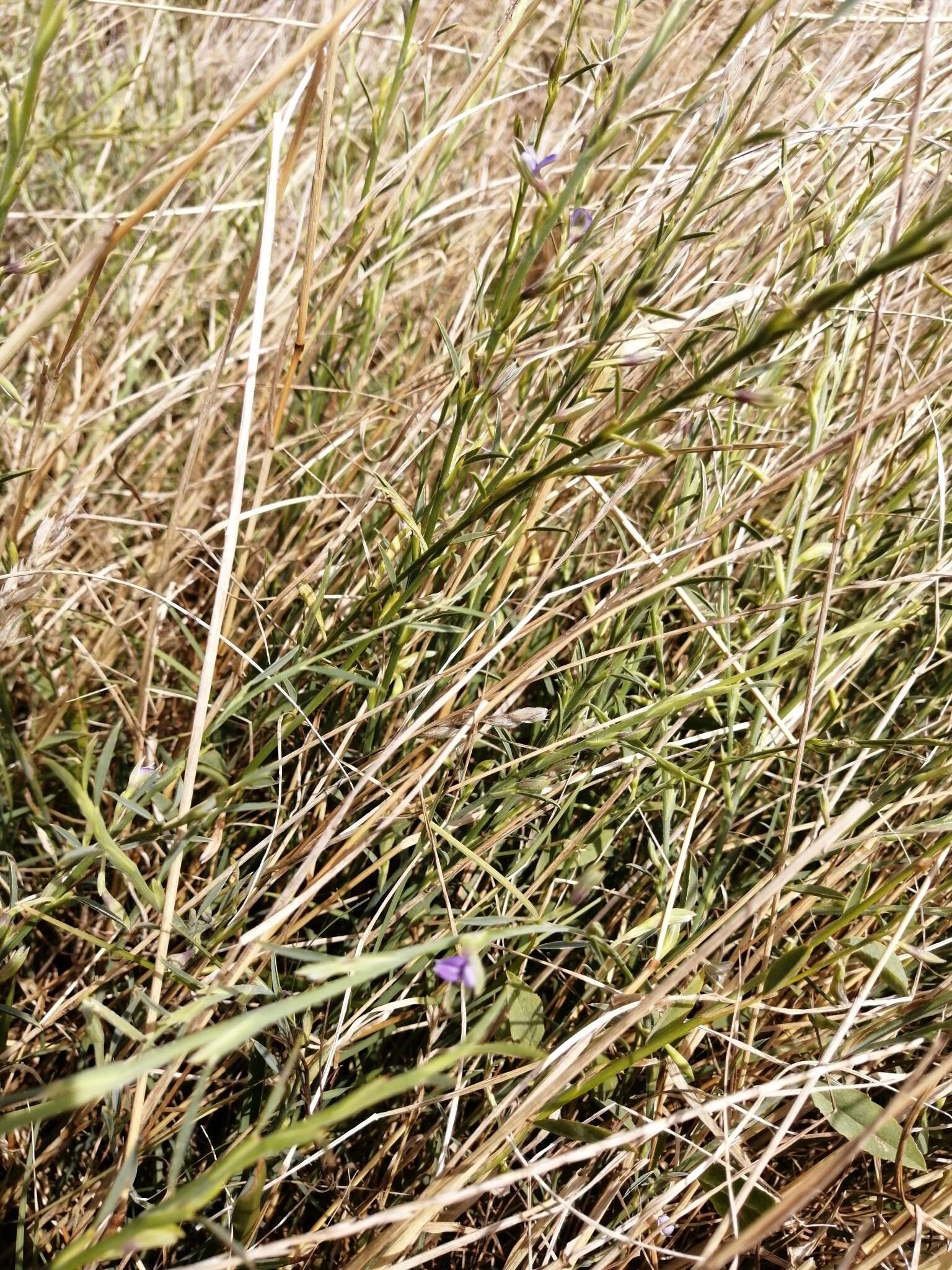 Image of Psoralea alata (Thunb.) T. M. Salter