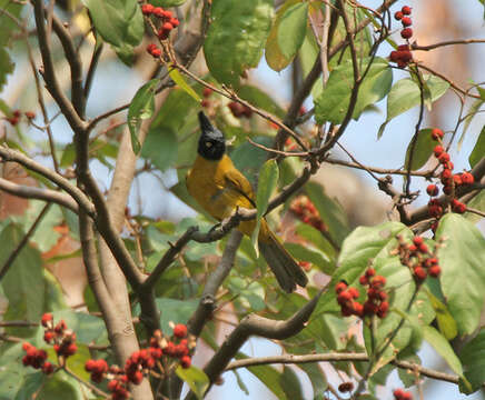 Image of Black-crested Bulbul