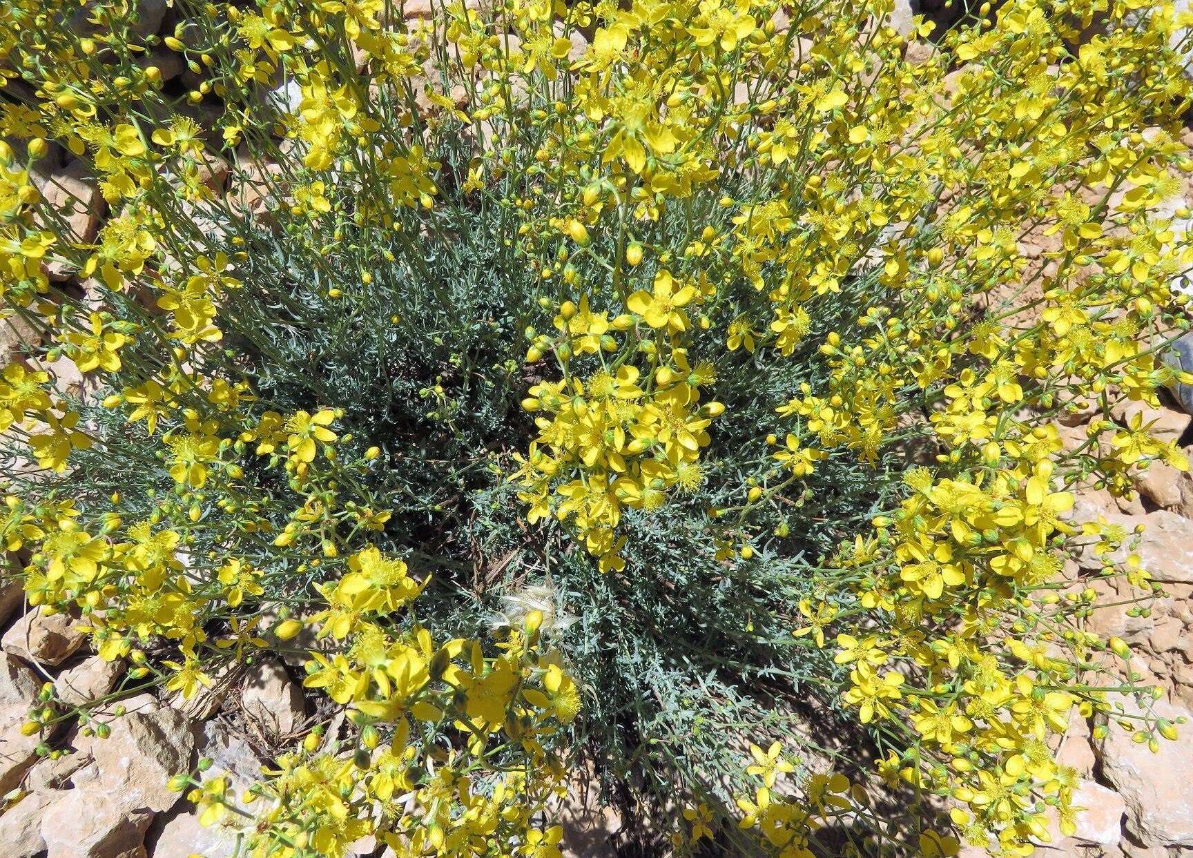 Sivun Hypericum libanoticum Robson kuva