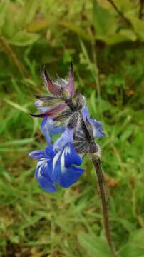 Image of Salvia setulosa Fernald