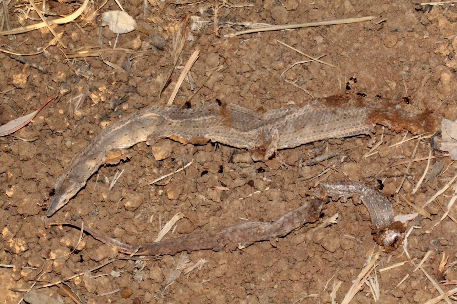 Image of Burton's Legless Lizard