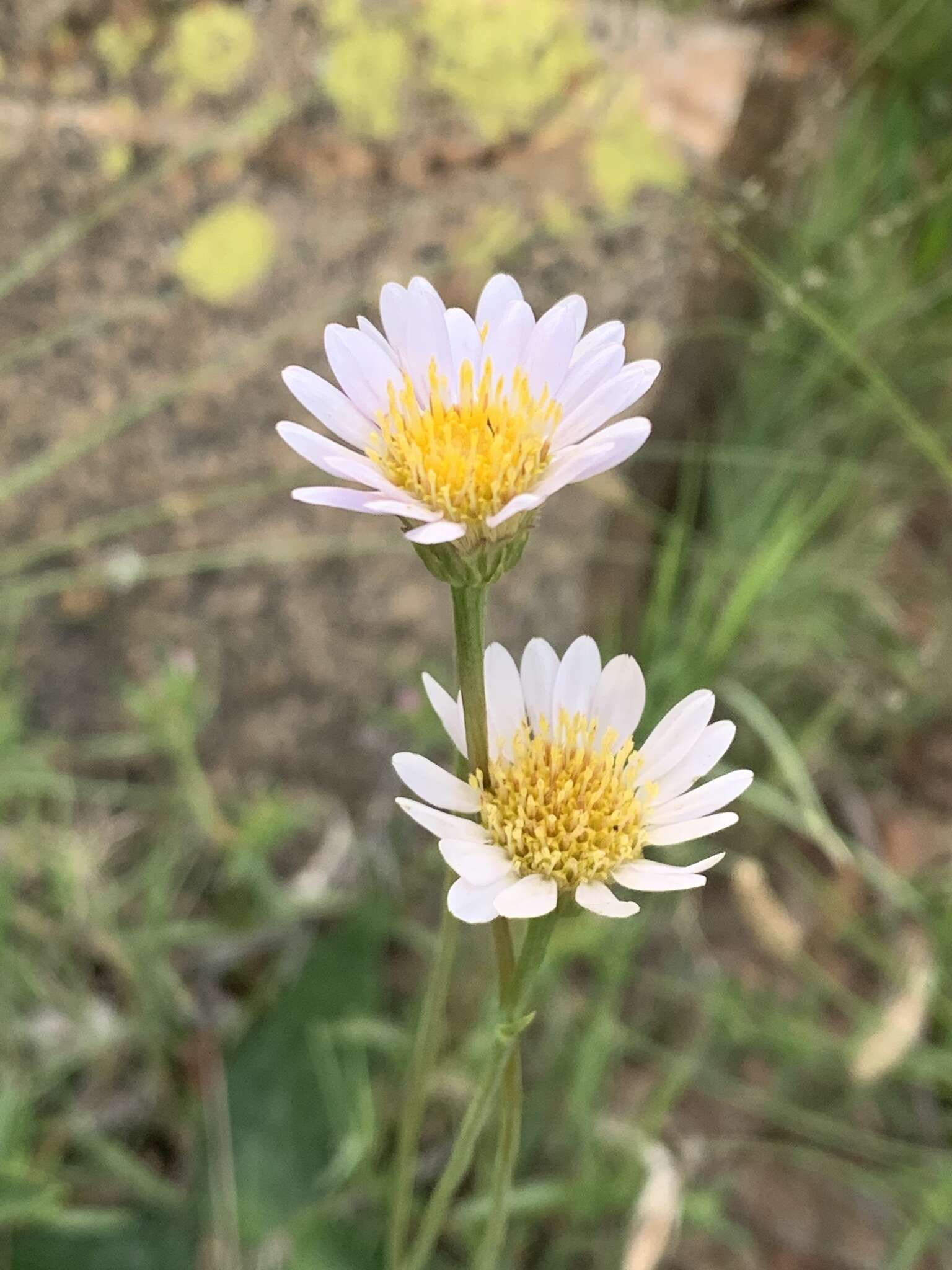 Image of Afroaster serrulatus (Harv.) J. C. Manning & Goldblatt