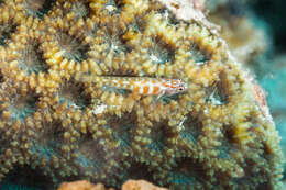 Image of Paintedface dwarfgoby