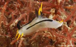 Image of Crowned nudibranch