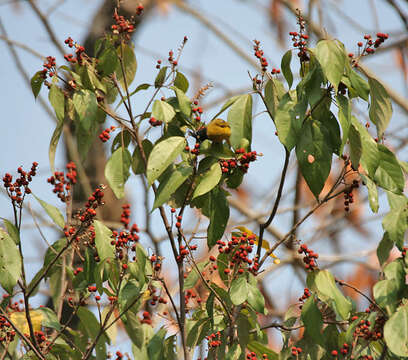 Image of Black-crested Bulbul