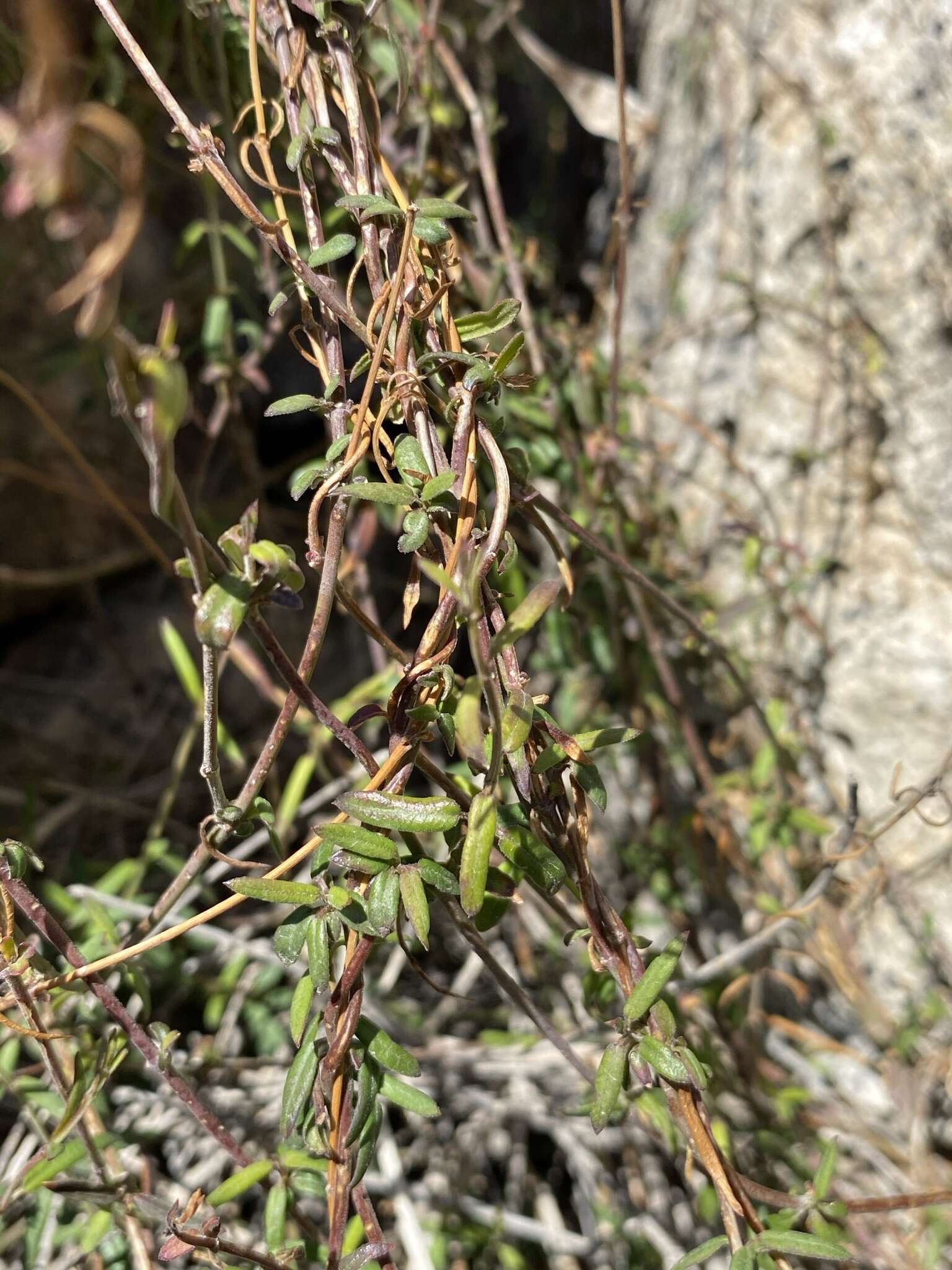 Image of Metastelma arizonicum A. Gray