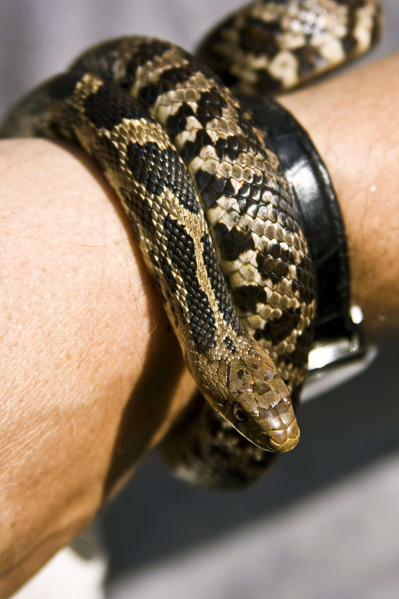 Image of Pantherophis ramspotti Crother, White, Savage, Eckstut, Graham & Gardner 2011