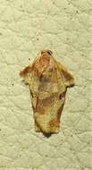 Image of Homona trachyptera Diakonoff 1941