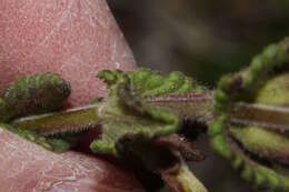 Image of Neobartsia laticrenata (Benth.) Uribe-Convers & Tank