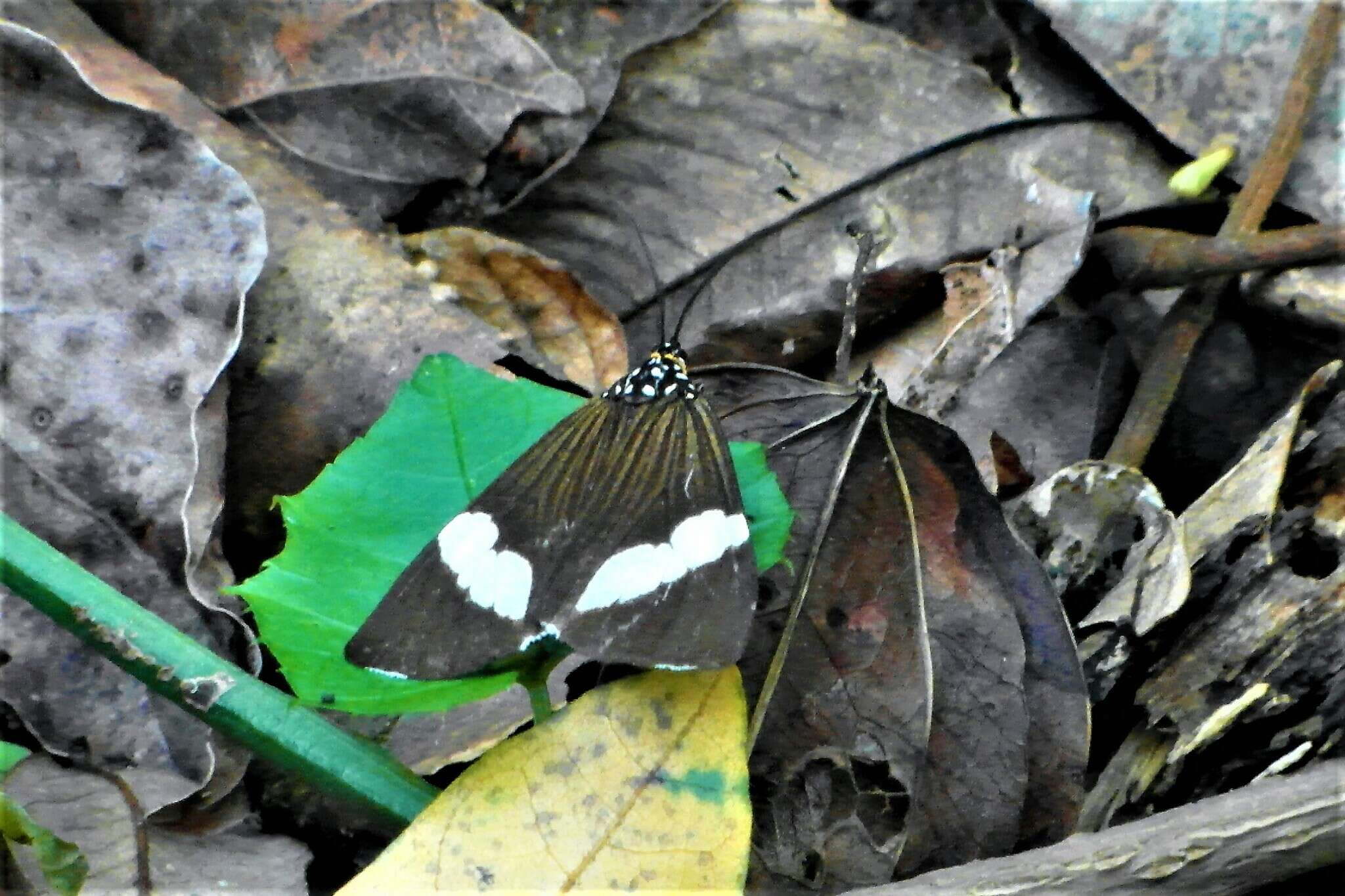 Imagem de <i>Chiromachla leuconoe</i>