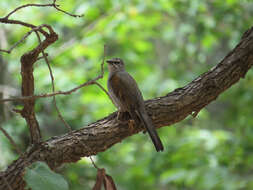 Image of Brown-backed Solitaire