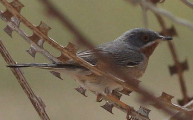 Sivun Curruca cantillans albistriata Brehm & CL 1855 kuva