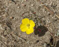 Imagem de Camissonia campestris (Greene) Raven