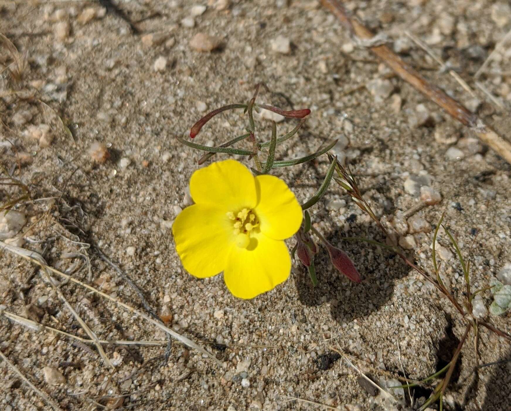 Image of Mojave suncup