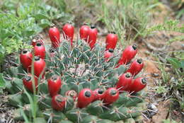 Image of Mammillaria uncinata Zucc. ex Pfeiff.