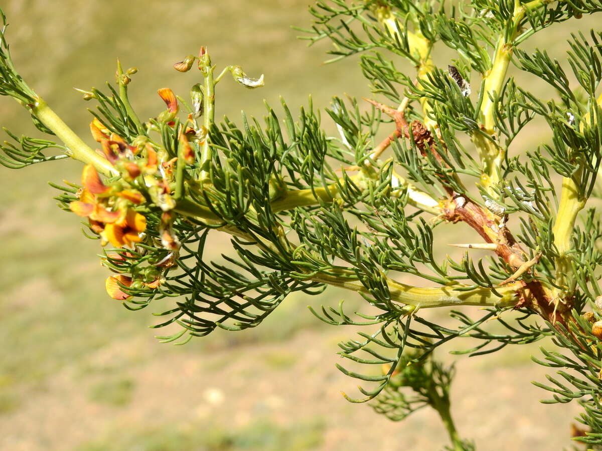 Image of Adesmia pinifolia Hook. & Arn.