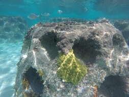 صورة Porites astreoides Lamarck 1816