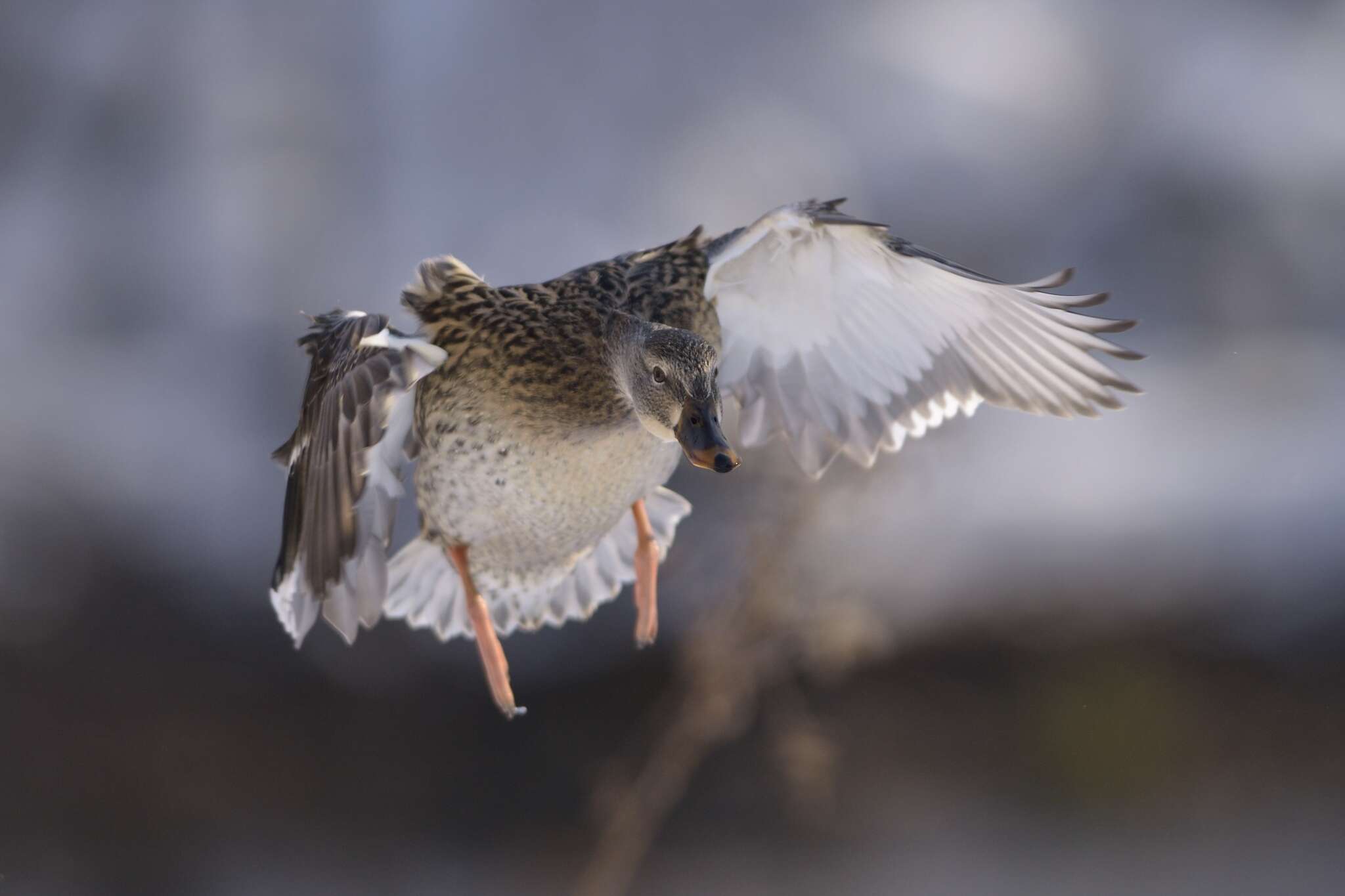 Image of Common Mallard