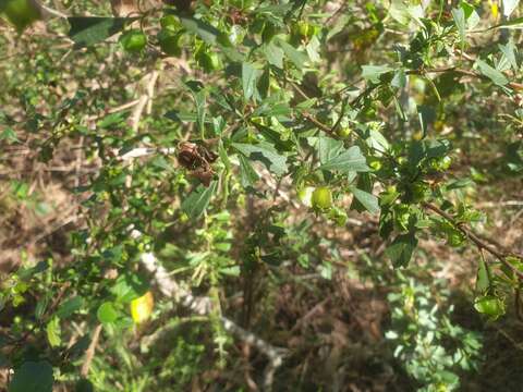 Image de Dodonaea triangularis Lindl.