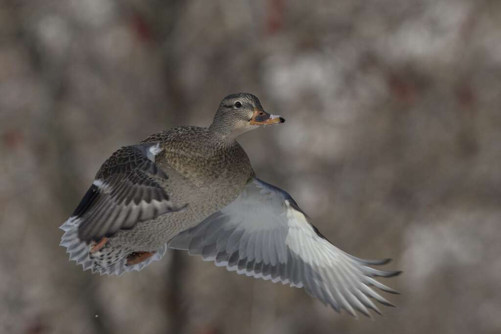 Image of Common Mallard