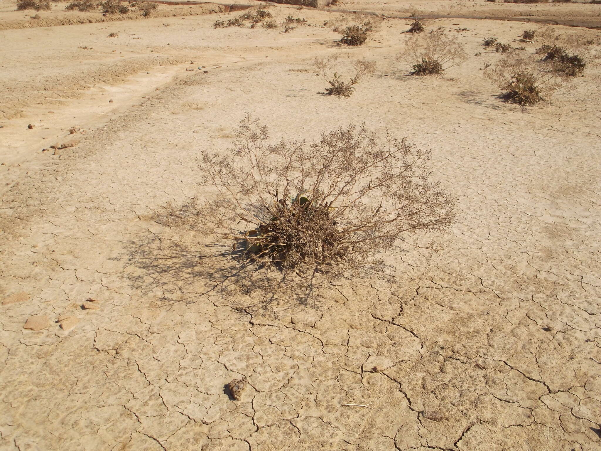 صورة Lepidium cartilagineum (J. Mayer) Thell.