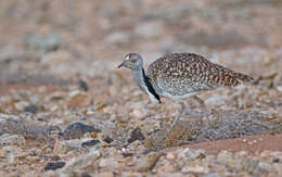 Image of Chlamydotis undulata fuertaventurae (Rothschild & Hartert 1894)