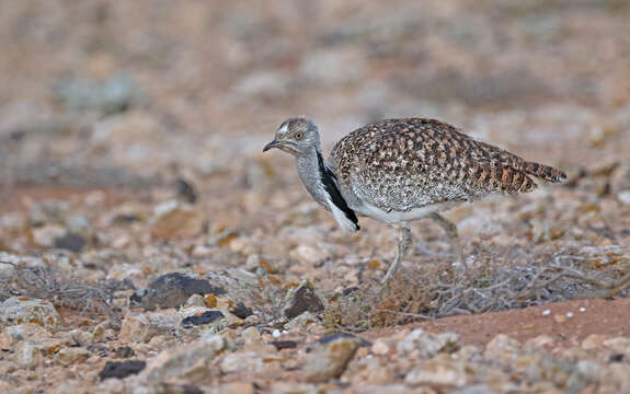 Image of Chlamydotis undulata fuertaventurae (Rothschild & Hartert 1894)