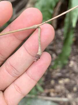 Image of Hoya acuta Haw.