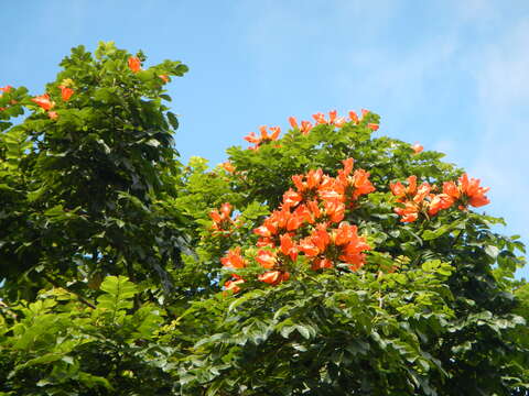 Image of African tulip tree