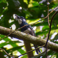 Image of Black-breasted Puffbird