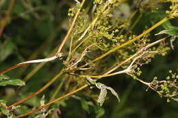 Image of Podosphaera filipendulae (Z. Y. Zhao) T. Z. Liu & U. Braun 2010