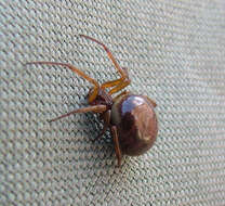 صورة Steatoda nobilis (Thorell 1875)