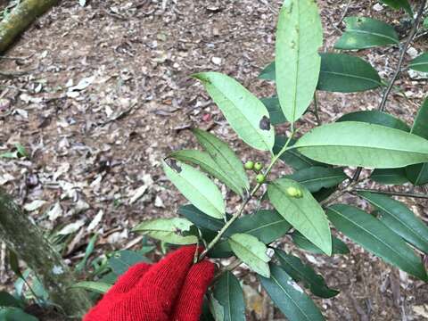 Image de Ilex lonicerifolia Hayata