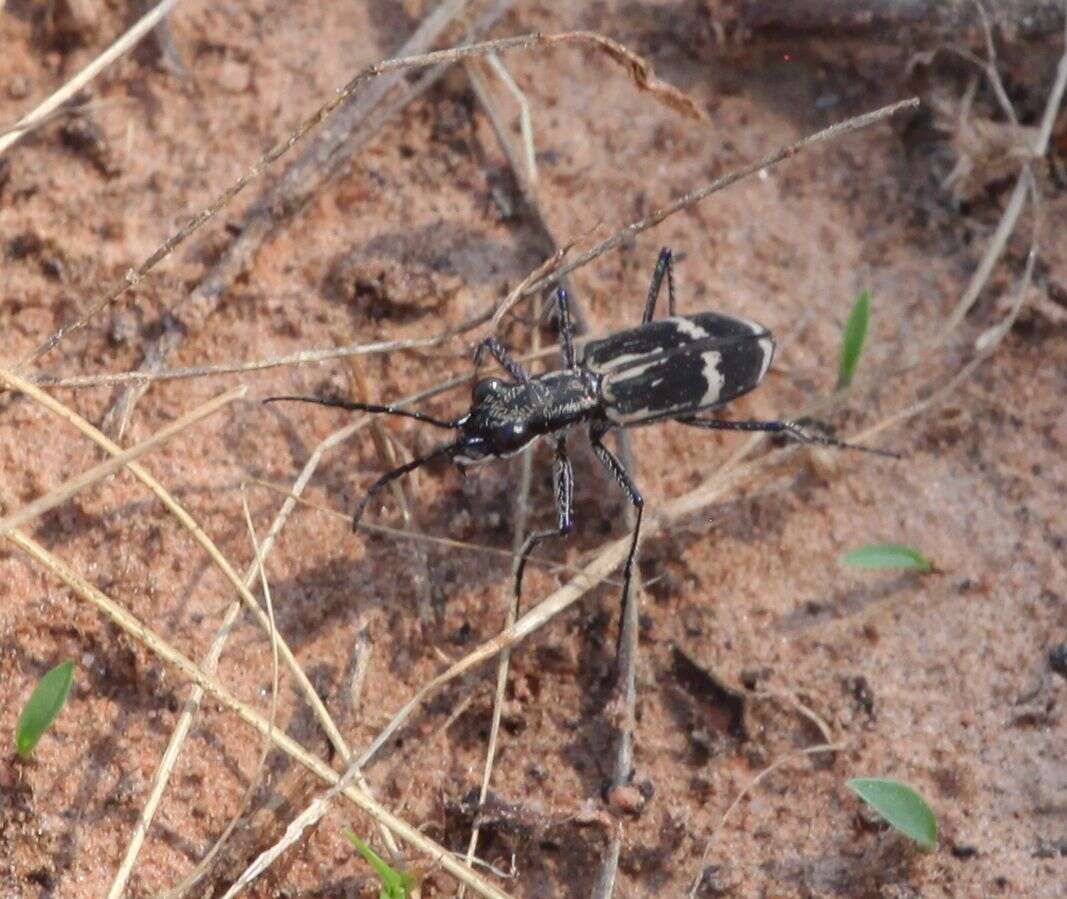 Image of Cicindela (Elliptica) compressicornis Boheman 1860