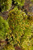 Image of orthotrichum moss