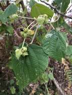 Image de Macaranga involucrata var. mallotoides (F. Muell.) L. M. Perry