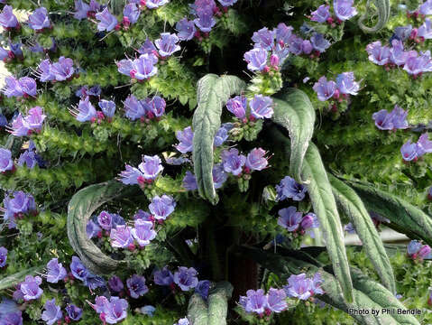 Imagem de Echium pininana Webb & Berth.