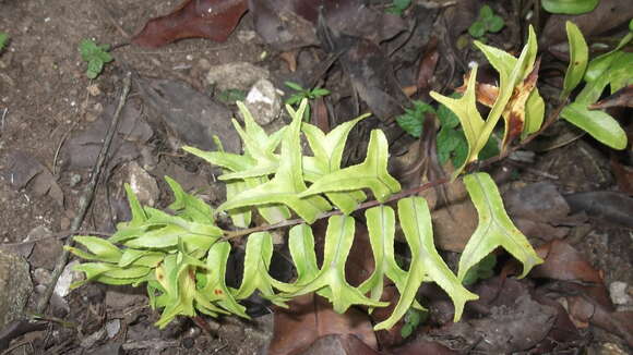 Image of giant swordfern