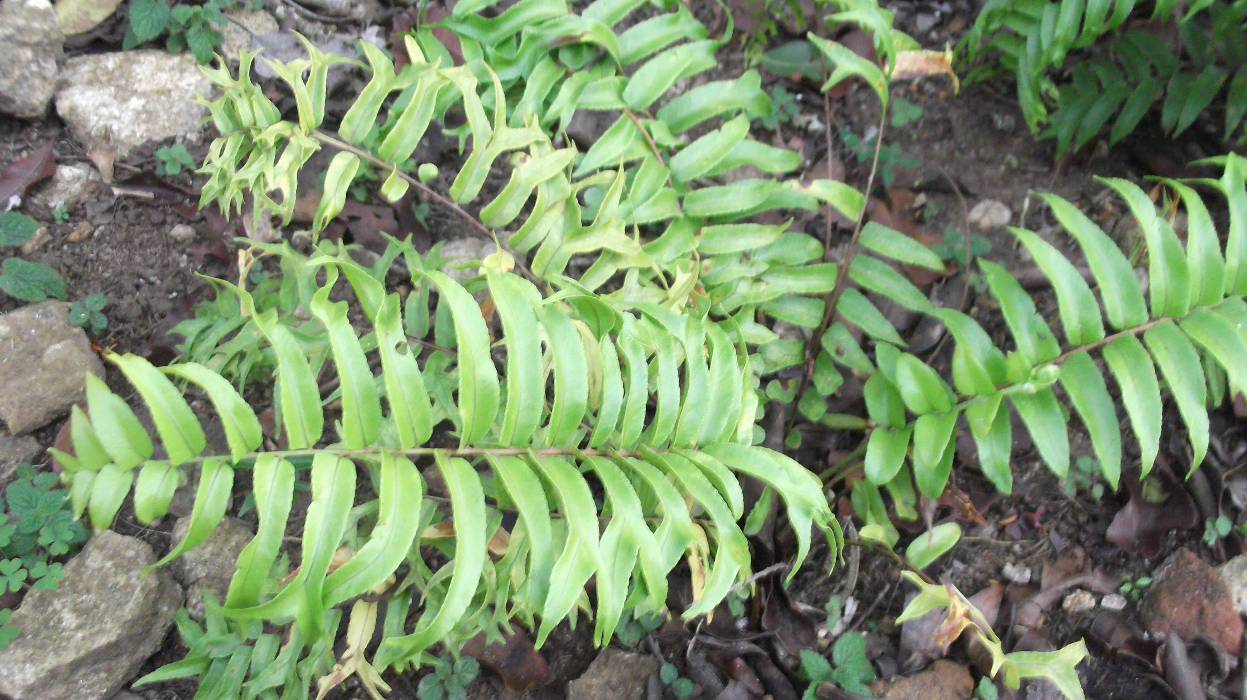 Image of giant swordfern