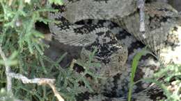 Image of Crotalus oreganus lutosus Klauber 1930