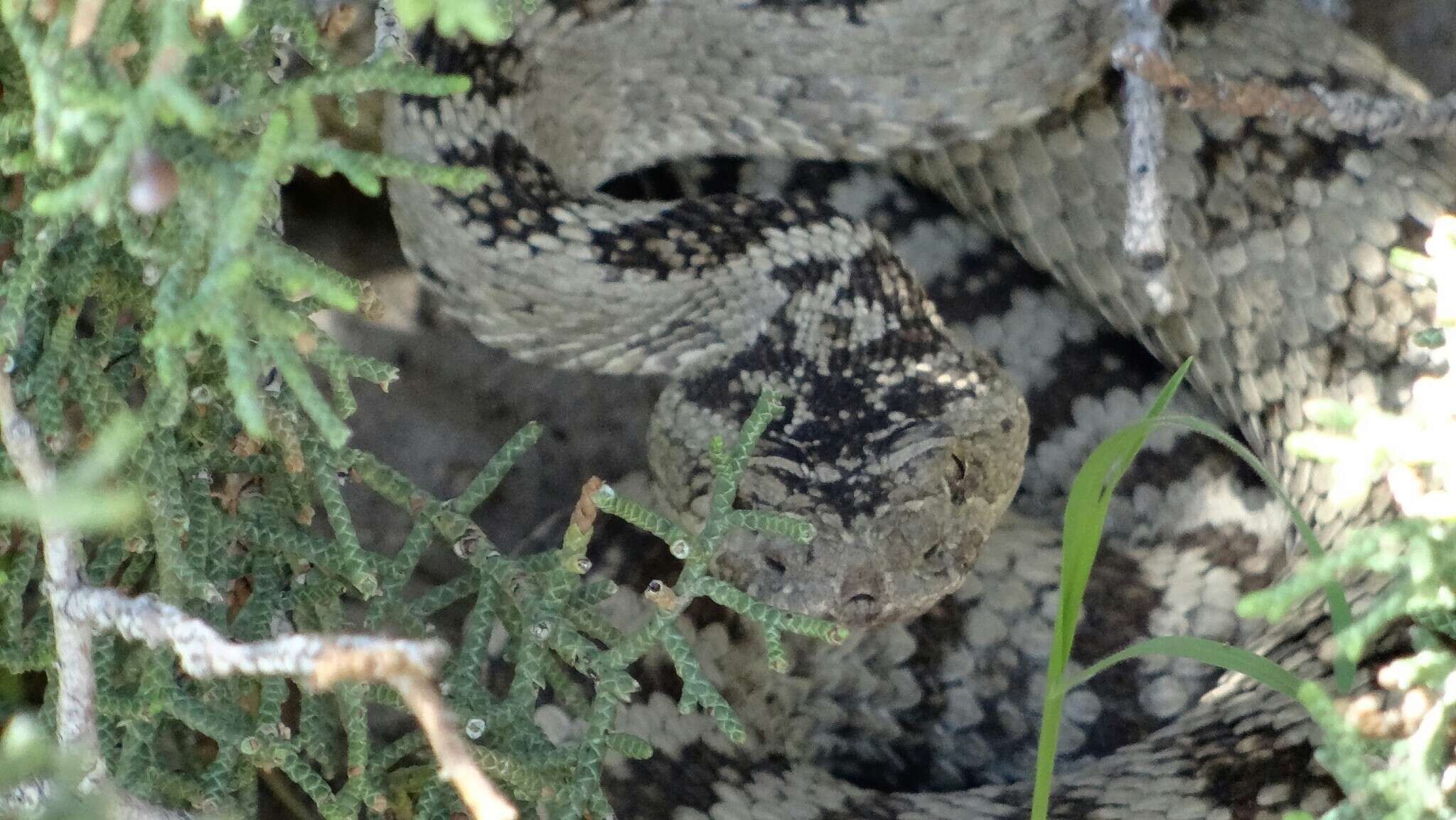 Image of Crotalus oreganus lutosus Klauber 1930